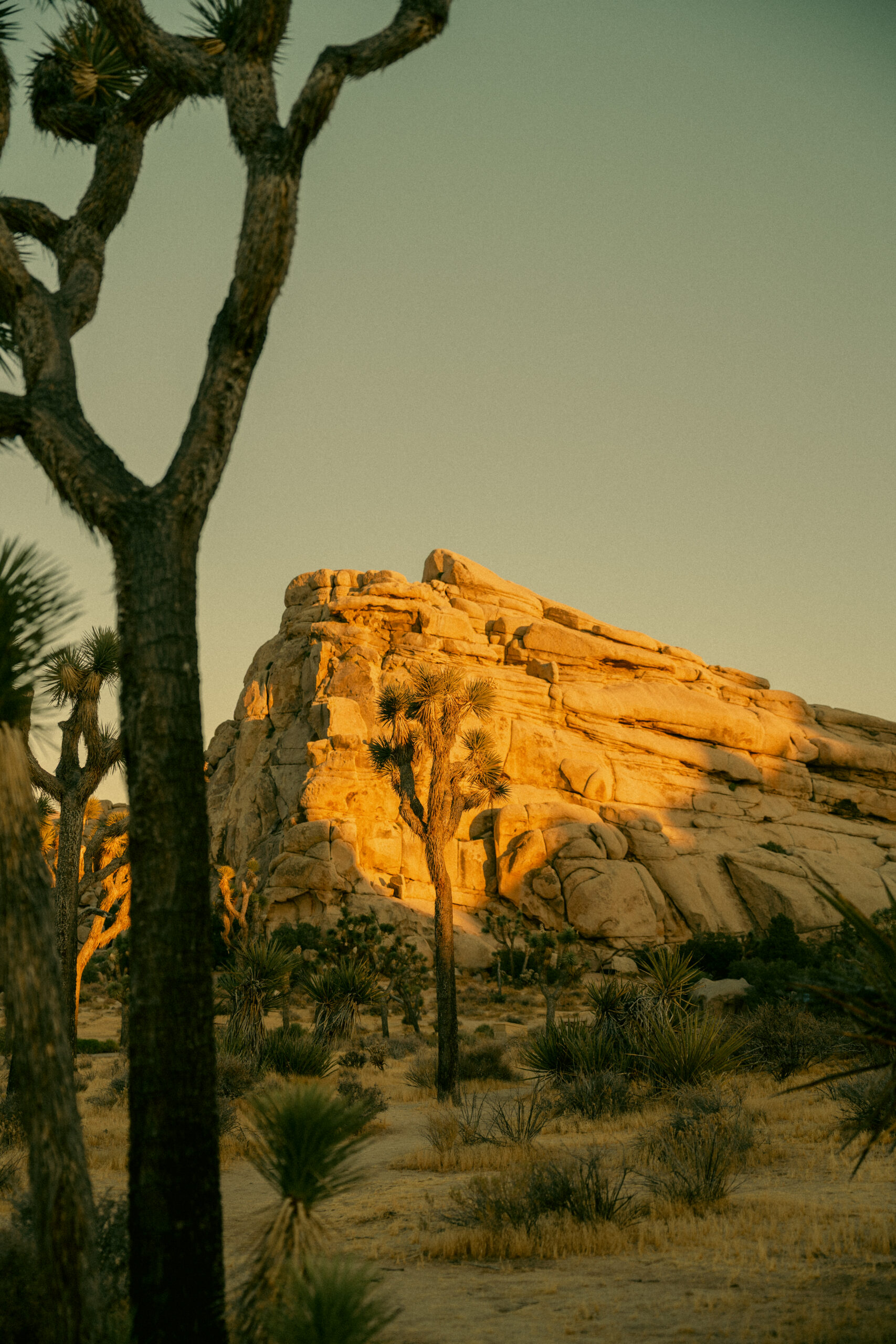 Image of rock formation and Joshua Trees in Joshua Tree National Park