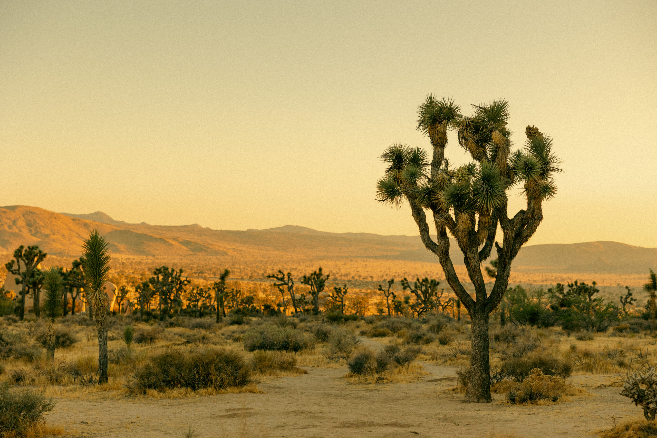 joshua_tree_national_park_elopement